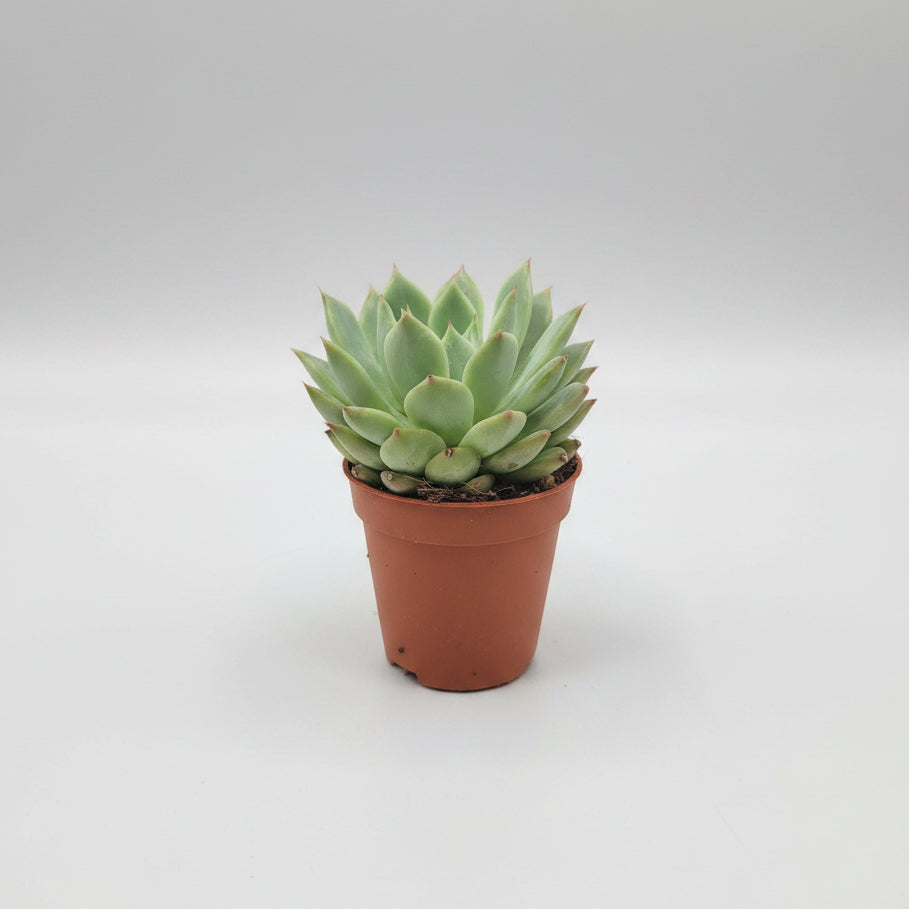 planta-suculenta-decorativa