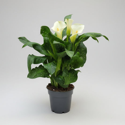 Zantedeschia Cala Flor Blanca