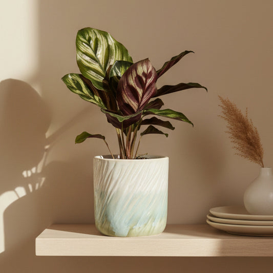 calathea-hojas-dibujadas