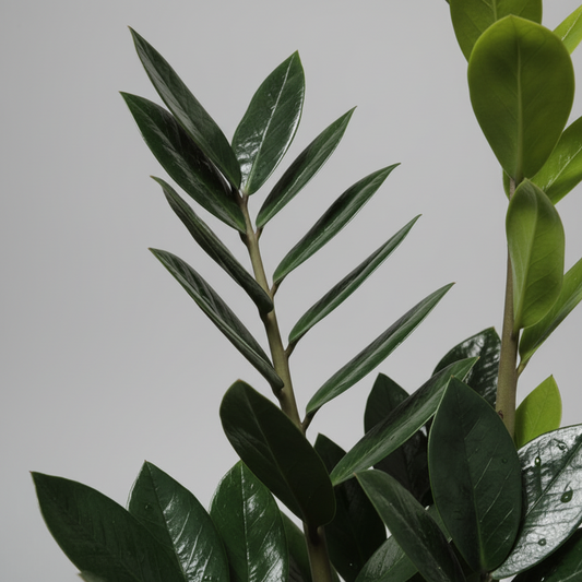 planta-resistente-interior