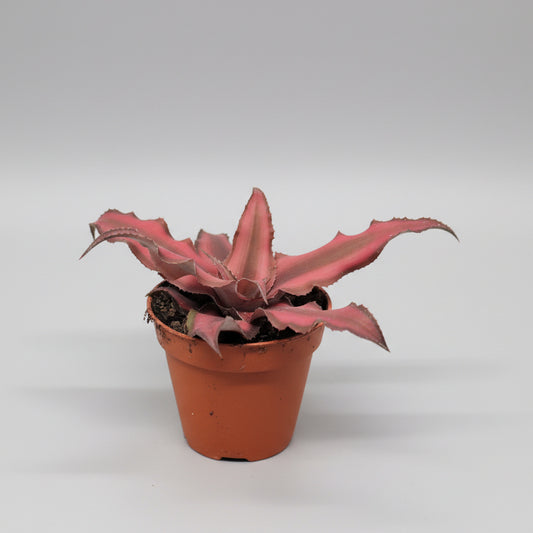 bromelia-roja-interior