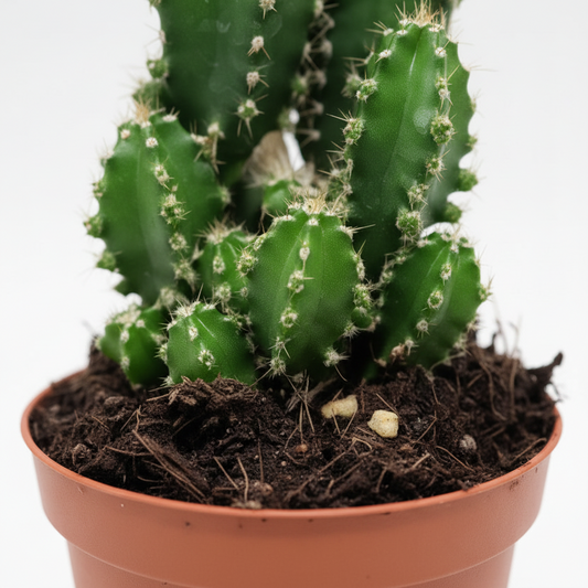 cactus ordenador
