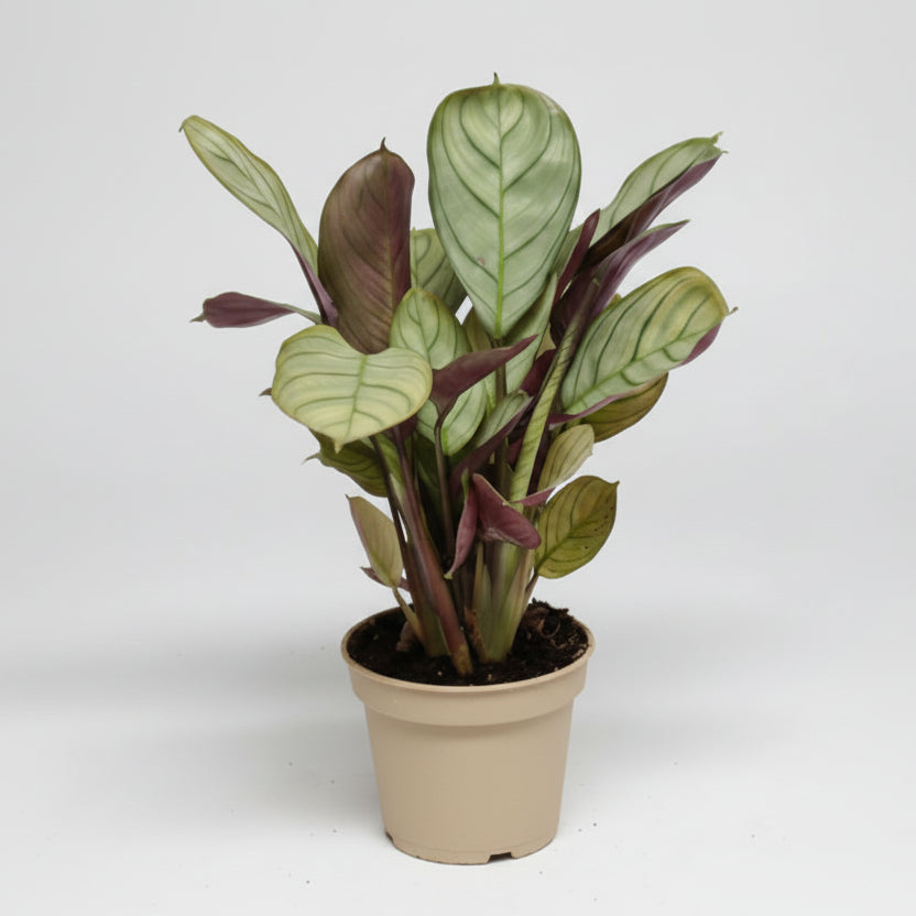 ctenanthe-amagris