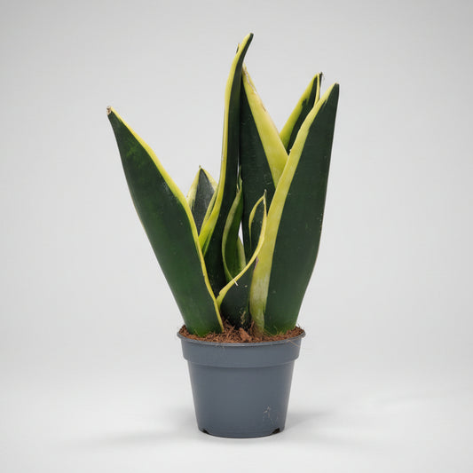 Sansevieria Black Gold + Macetero Verde Porcelana