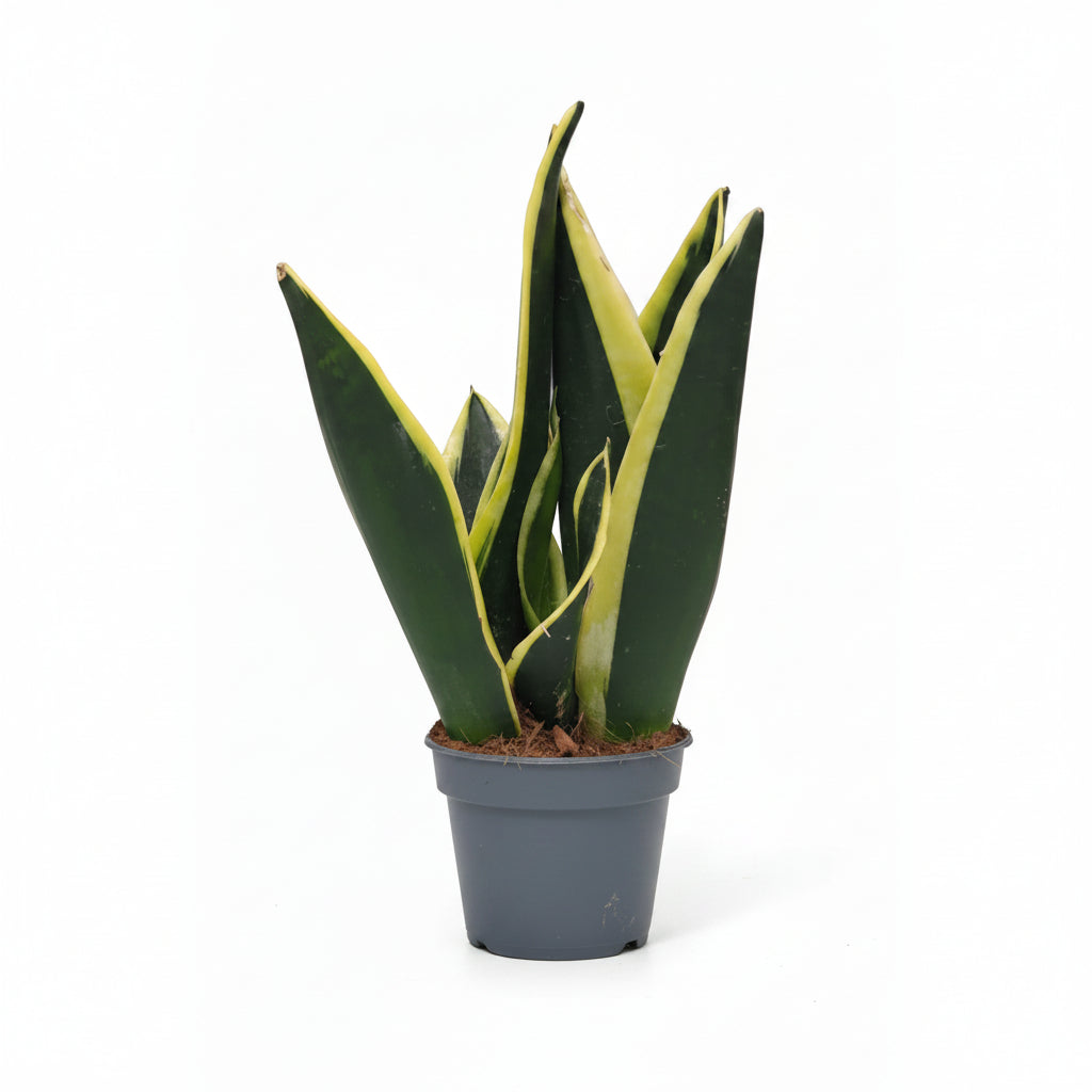 Sansevieria Black Gold + Pot en céramique vert