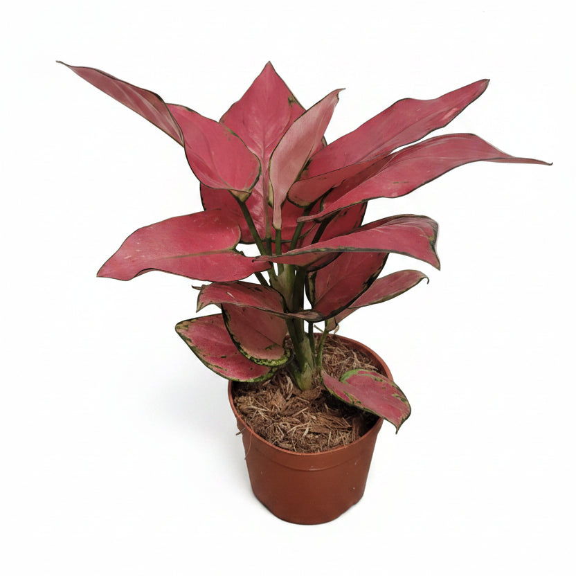 aglaonema rouge Aglaonema Red Joy