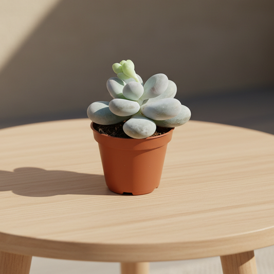 pachyphytum-suculenta