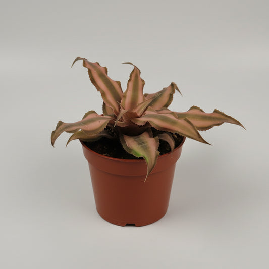 bromelia-estrella-interior