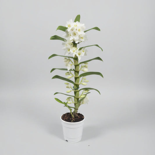 orquidea-dendrobium-blancas-flores