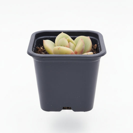 suculenta coreana