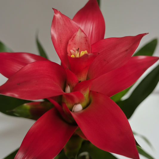 bromelia-fucsia-planta-interior