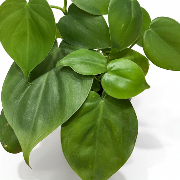 Filodendro Verde ( Philodendron Scandens Green)