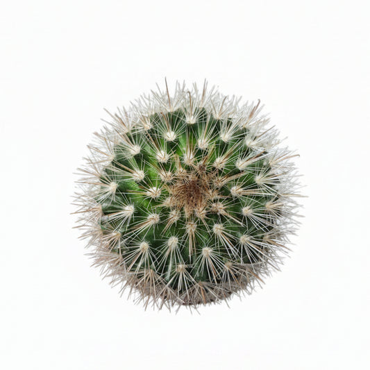 cactus mammillaria zeilmanniana