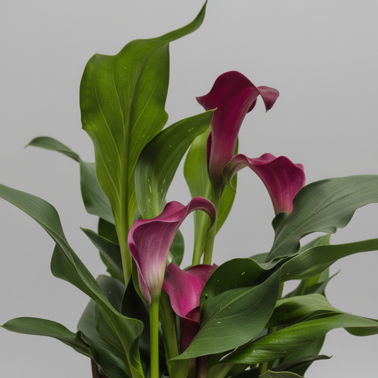 cala-flor-interior-rosada