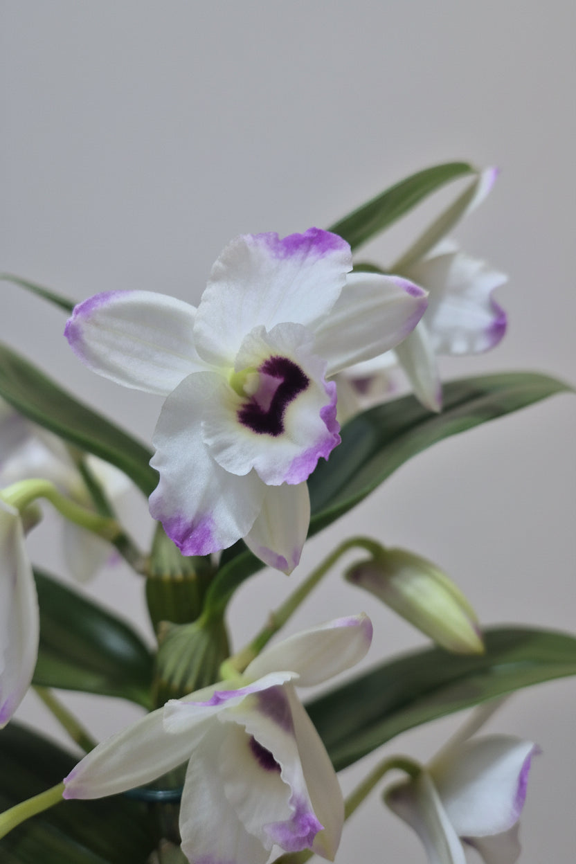 orquidea-dendrobium-blanca-lila-planta-decorativa