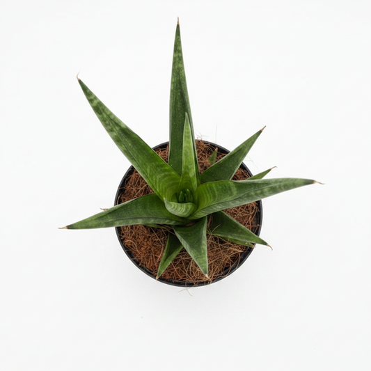 planta sansevieria cilíndrica