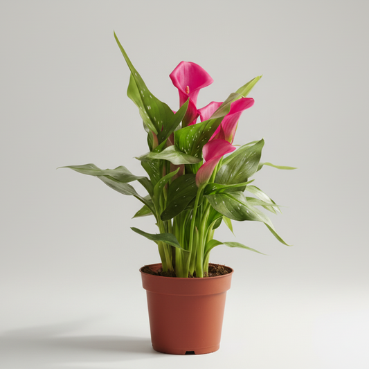 Zantedeschia Cala Flor Fucsia