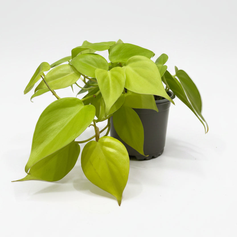 Filodendro neón (Philodendron Lemon Lime)