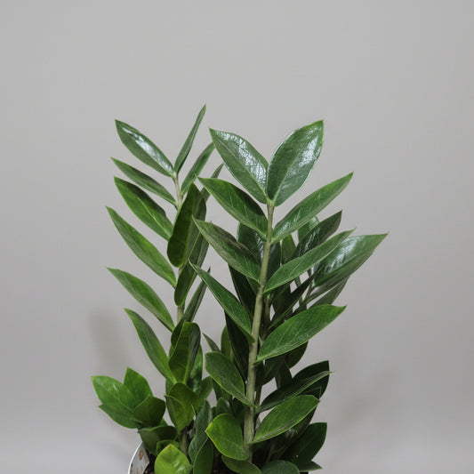 zamioculca-hojas-verdes