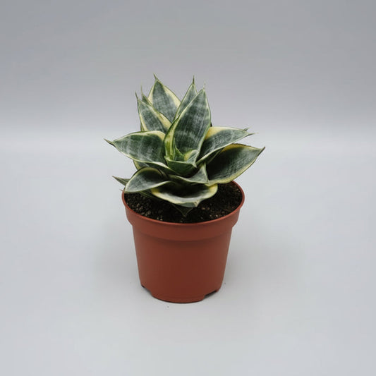 mini-sansevieria-hahnii-amarillo-hojas-verdes
