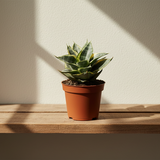 Sansevieria Mini Trifasciata Hahnii Amarillo