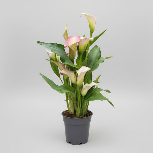 Zantedeschia Cala Flor Rosa