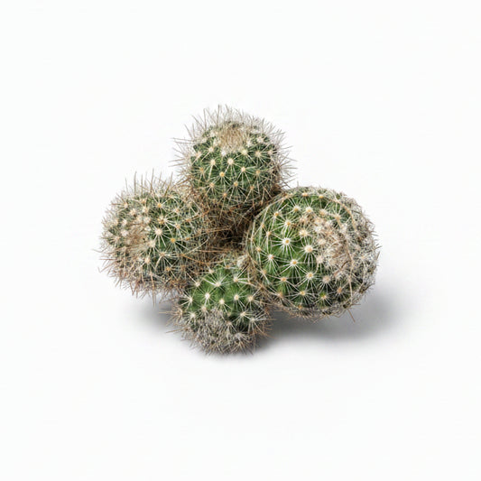 cactus mammillaria pringlei