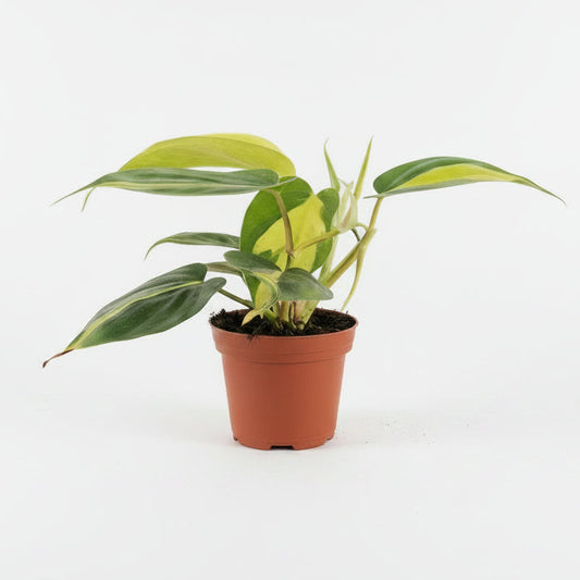 pothos philodendron brasil