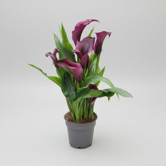 Zantedeschia Cala Flor Morada