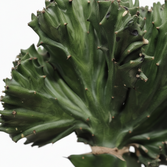 cactus-de-coral