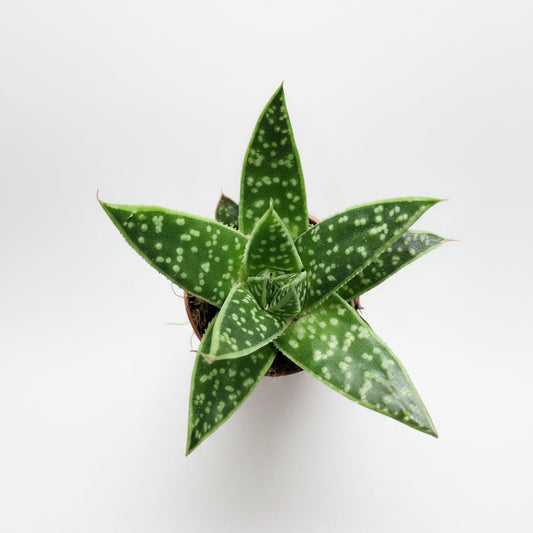 suculenta-decorativa-gasteraloe