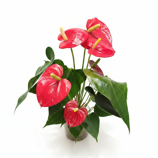 anthurium en agua