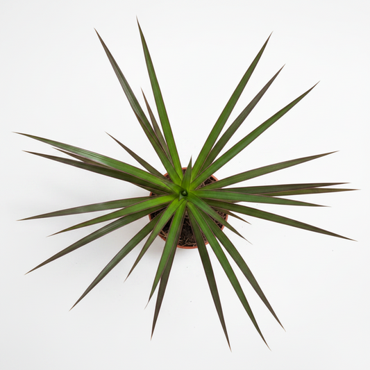 dracaena mini