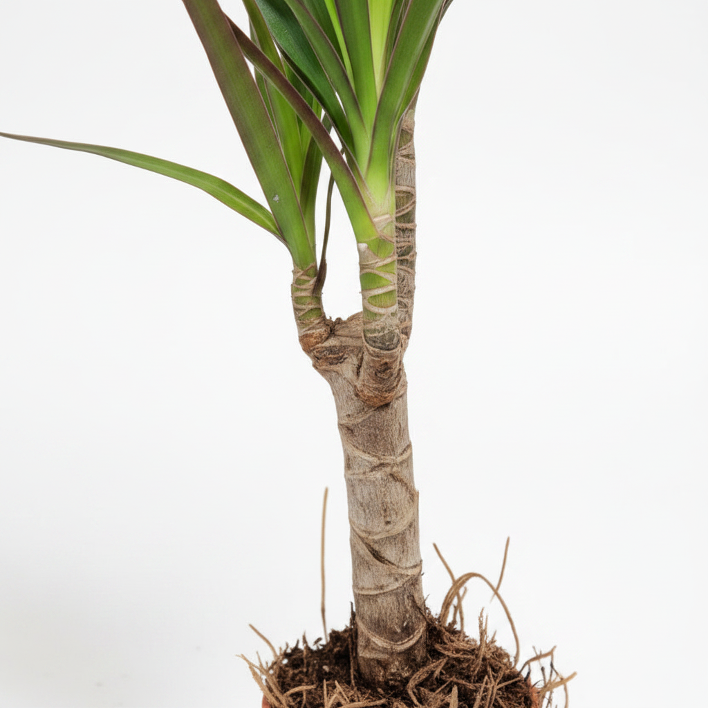 Dracaena Marginata Mini