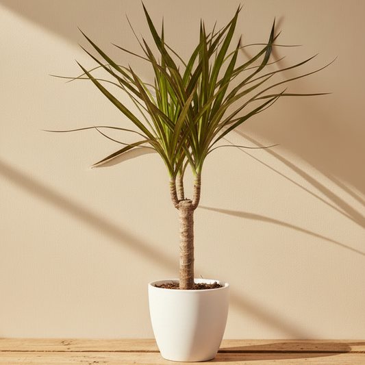 Dracaena Marginata Mini