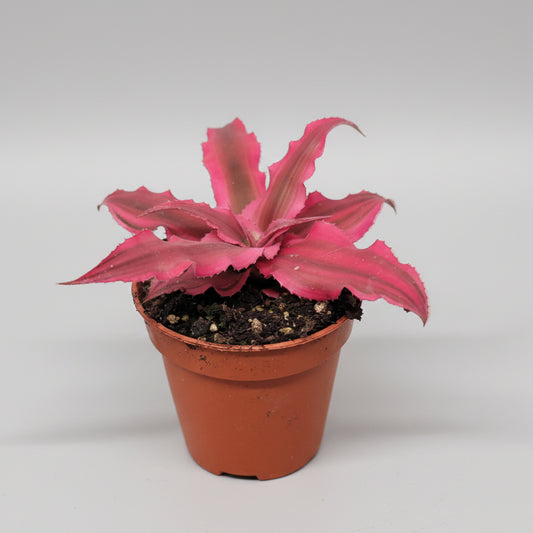 bromelia-cryptanthus