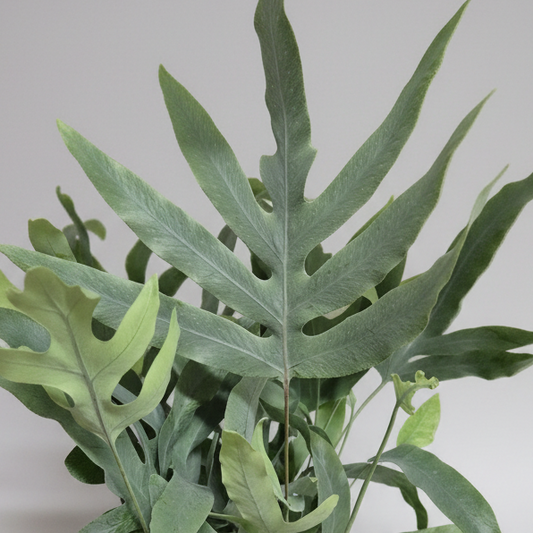 phlebodium-aureum-helecho-interior