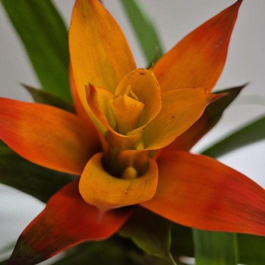 bromelia-naranja-planta-interior