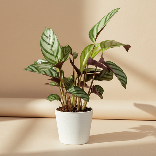 Ctenanthe Setosa Mini