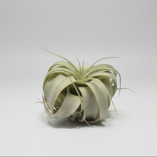 tillandsia-xerographica-planta-tropical