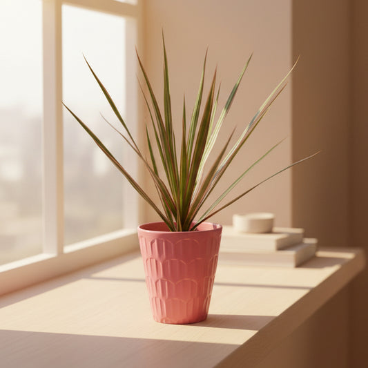 Dracaena Marginata Rosa