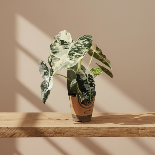 Alocasia Frydek Variegada