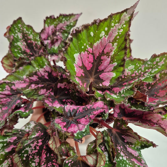 begonia-hojas-coloridas-interior