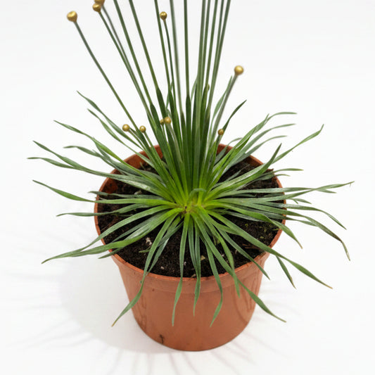syngonanthus mikado