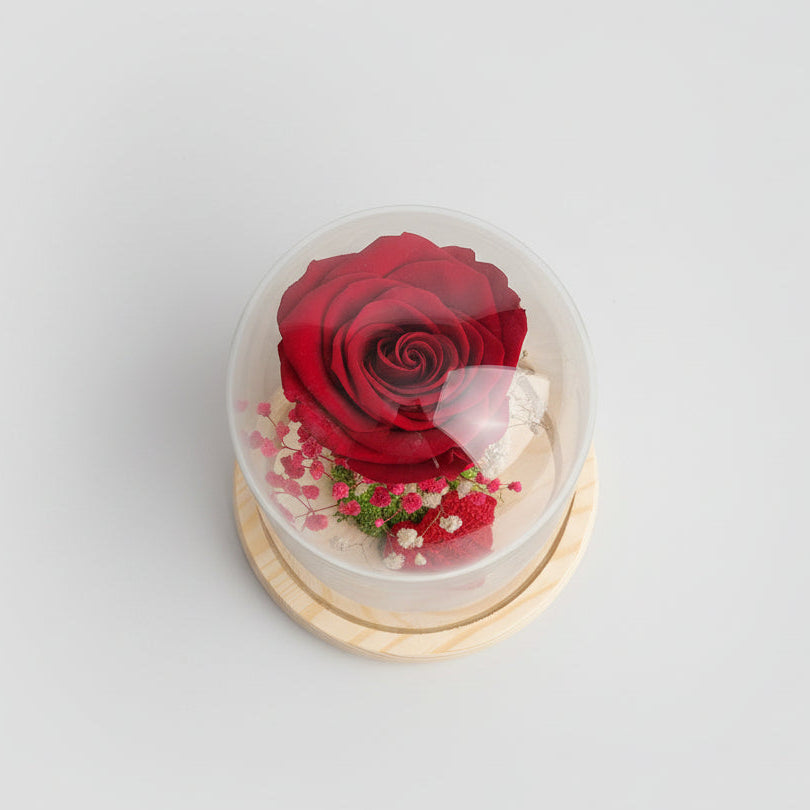 rosa roja preservada san jordi