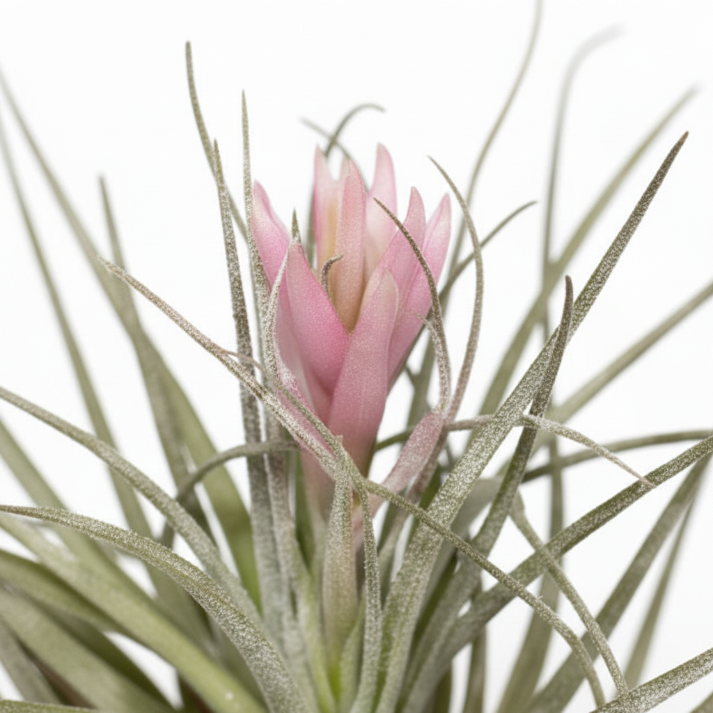 tillandsia rosa