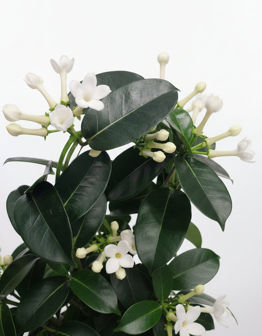 Jazmín de Madagascar (Stephanotis floribunda)