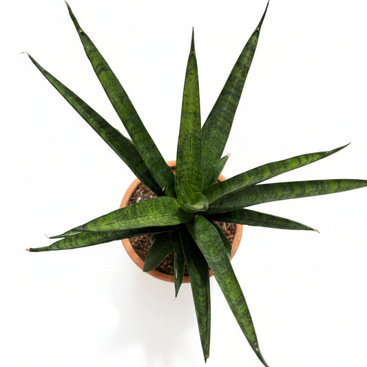 sansevieria francisii