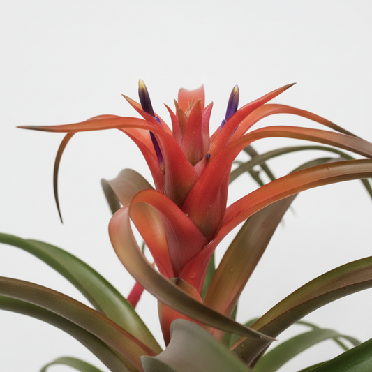 tillandsia capitata en maceta
