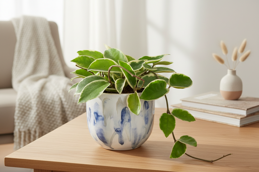 Hoya: guía completa de cuidados, tipos y trucos para que florezca